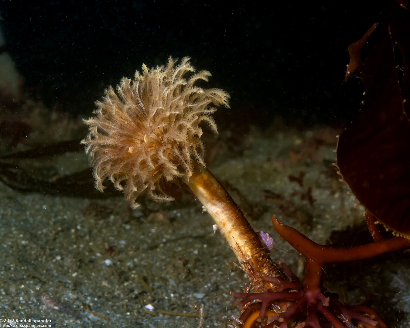 Eudistylia polymorpha (Feather Duster Worm)