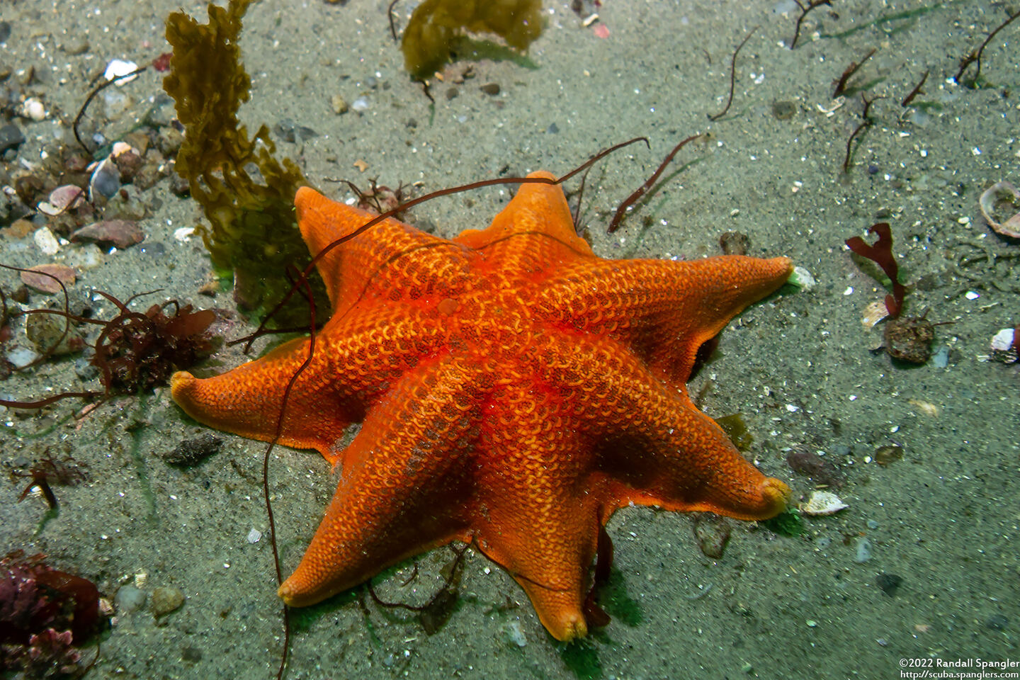 Patiria miniata (Bat Star)
