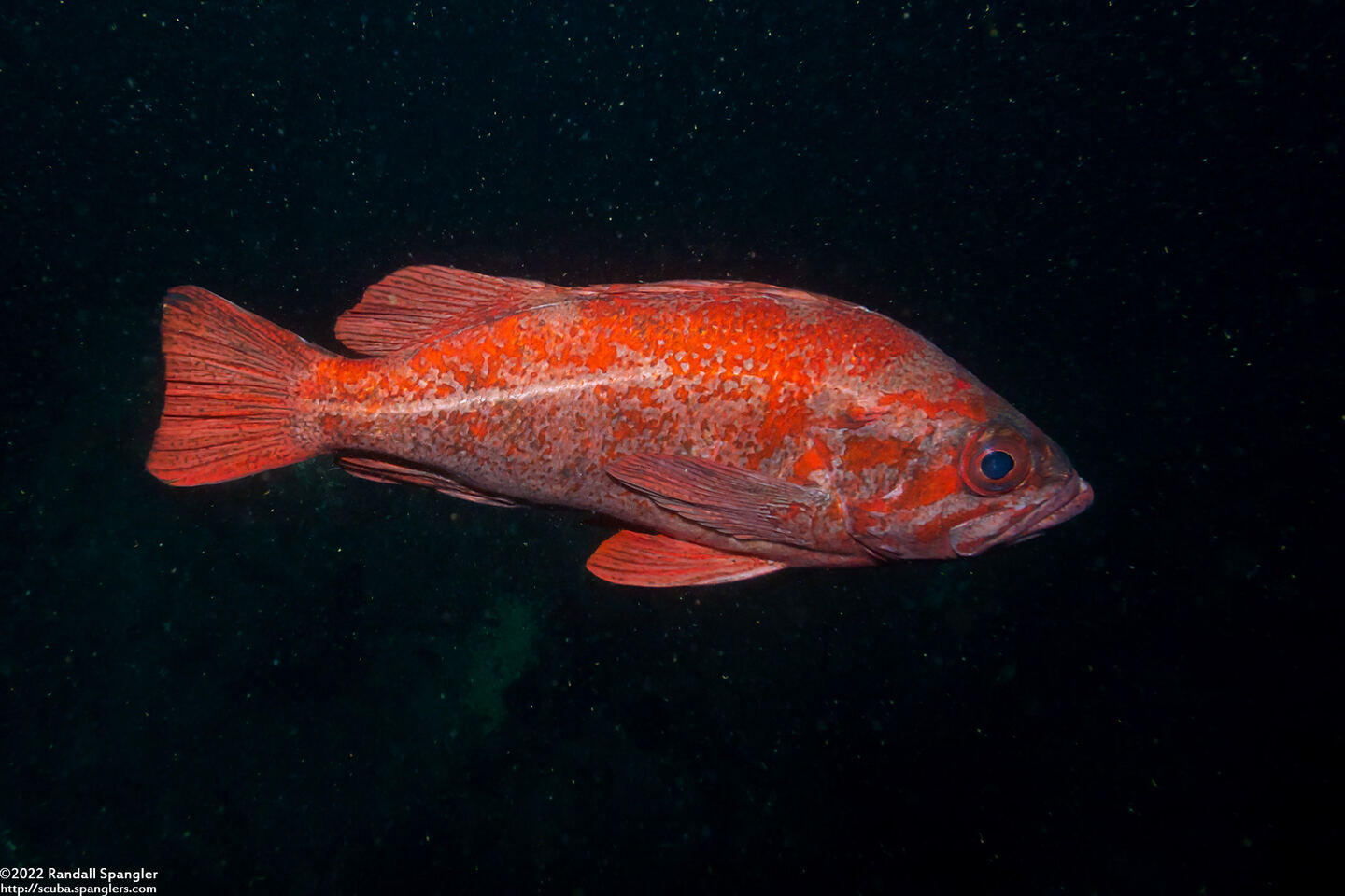 Sebastes miniatus (Vermilion Rockfish)