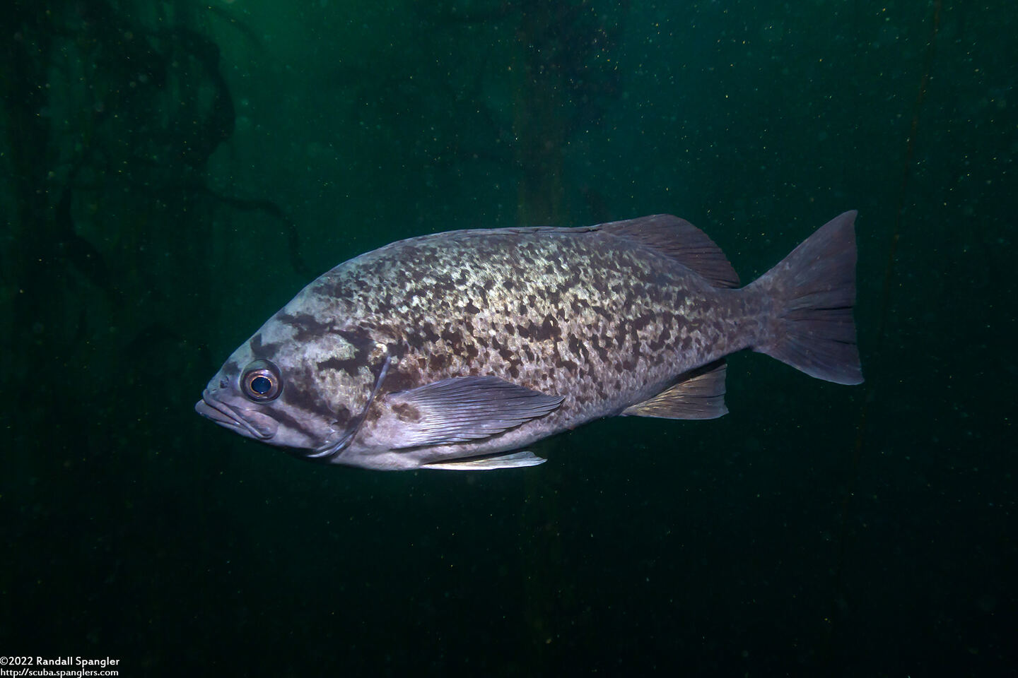Sebastes mystinus (Blue Rockfish)