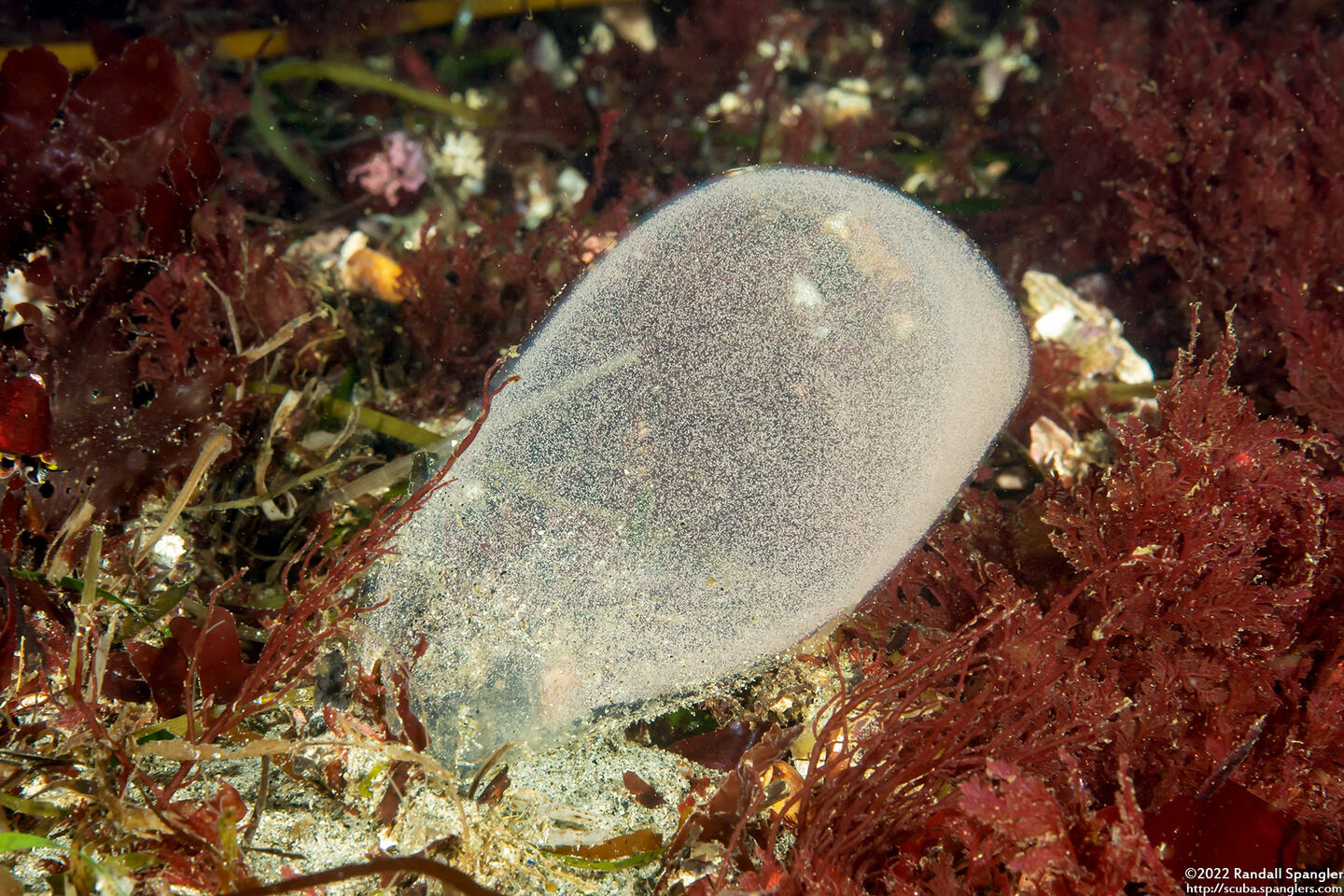 Arenicolidae sp.1 (Lug Worm)