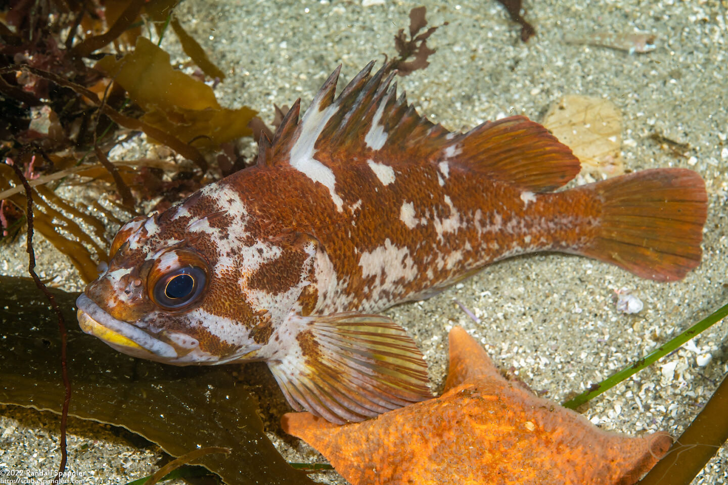 Sebastes carnatus (Gopher Rockfish)