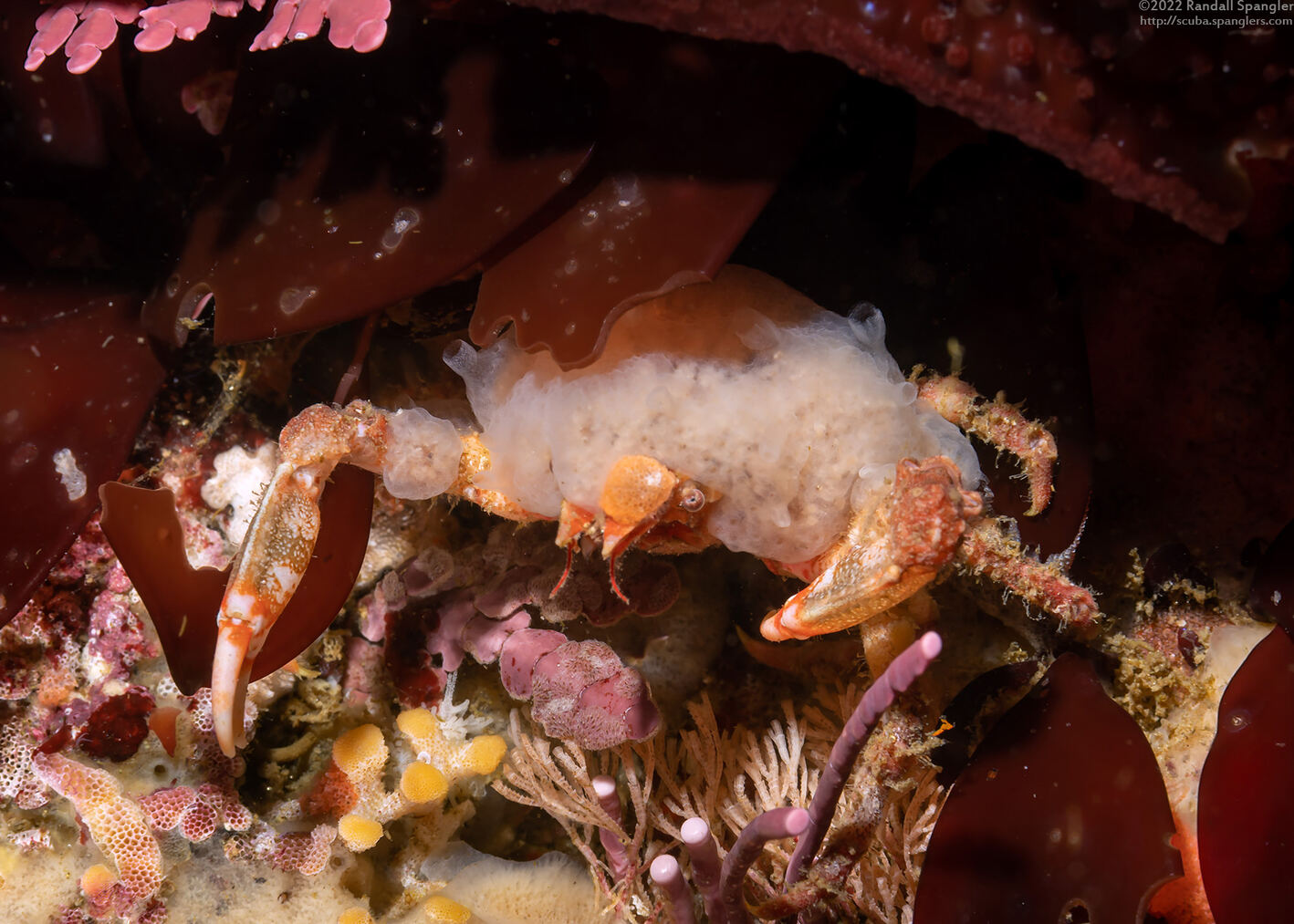 Pugettia foliata (Foliate Kelp Crab)