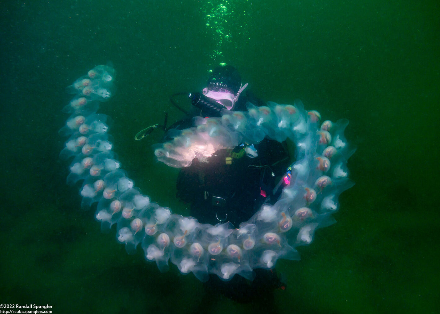 Thetys vagina (Pelagic Tunicate)