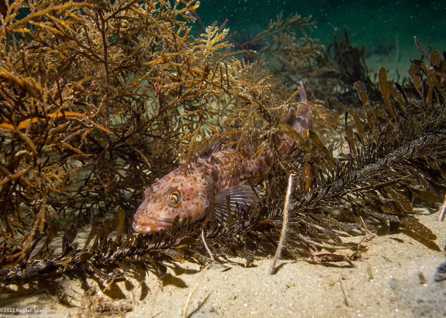 Ophiodon elongatus (Lingcod)