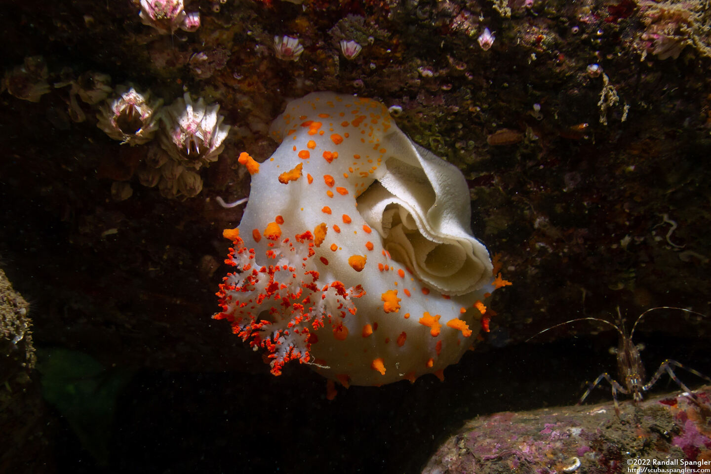 Triopha catalinae (Catalina Triopha)