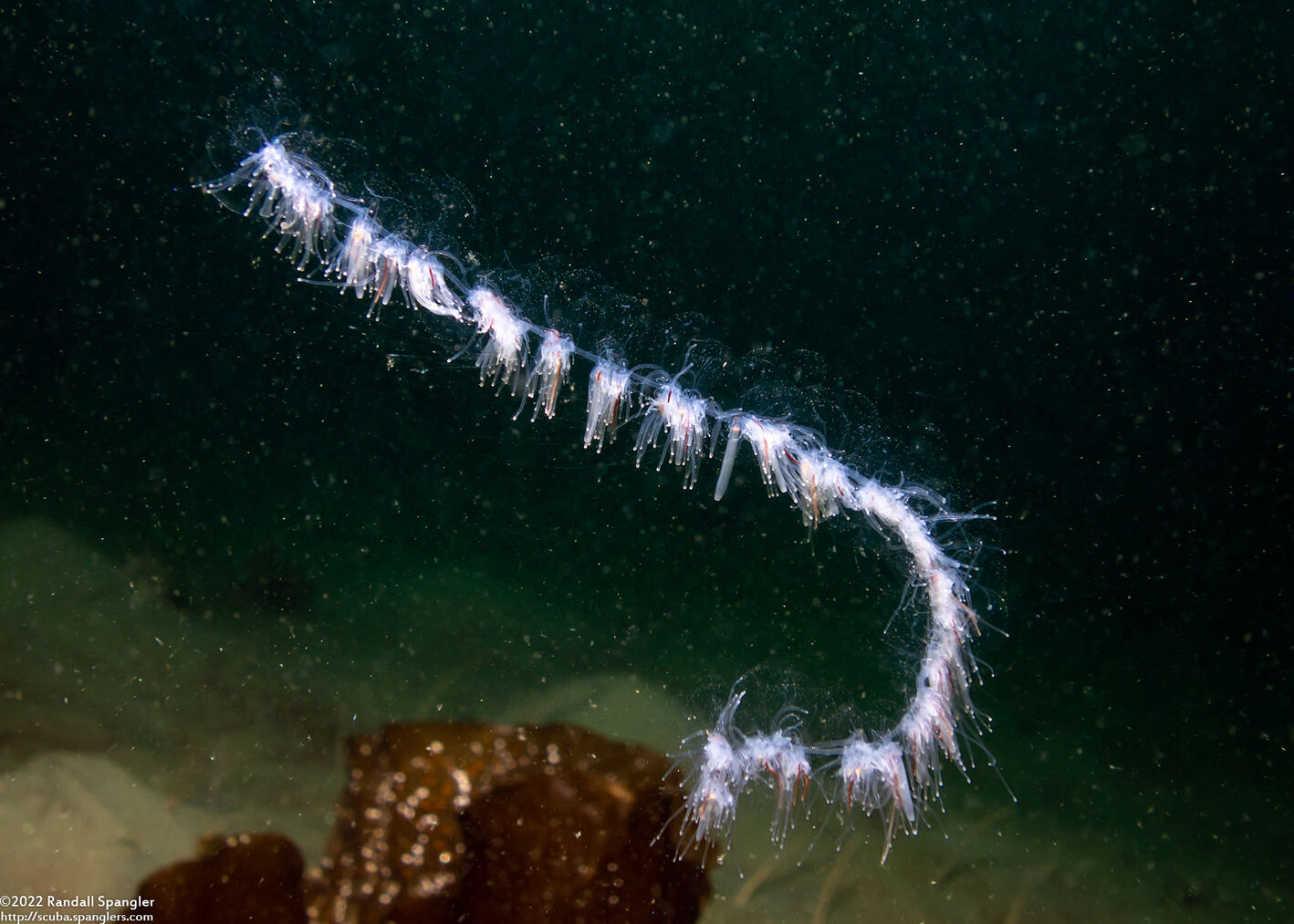 Apolemia uvaria (Apolemia Uvaria)