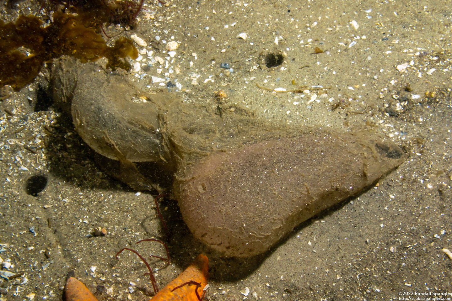 Arenicolidae sp.1 (Lug Worm)