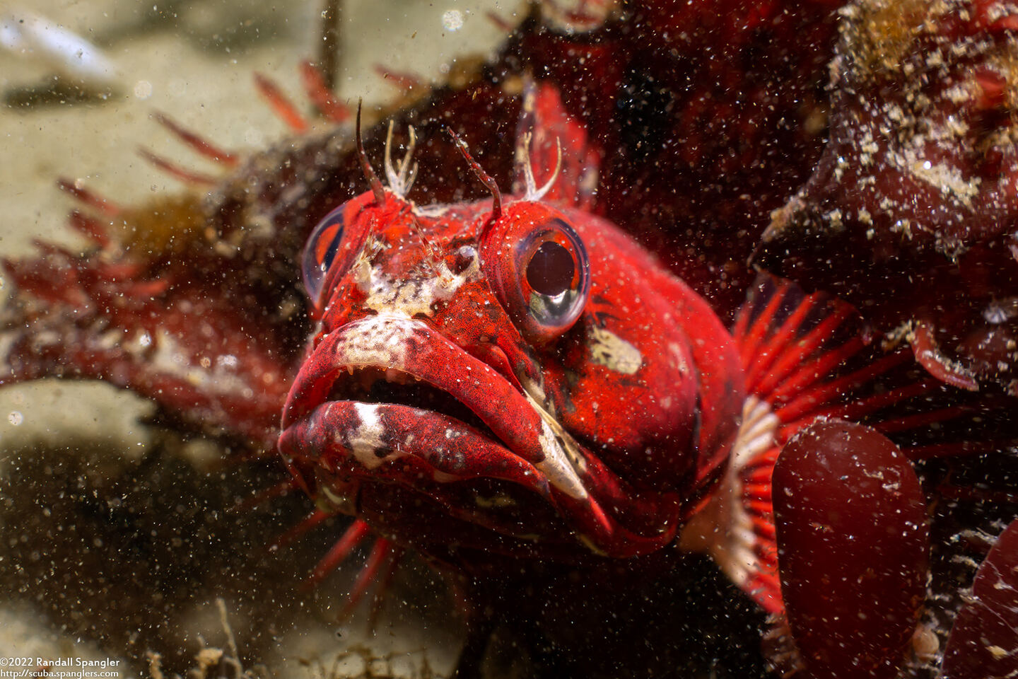 Neoclinus blanchardi (Sarcastic Fringehead)