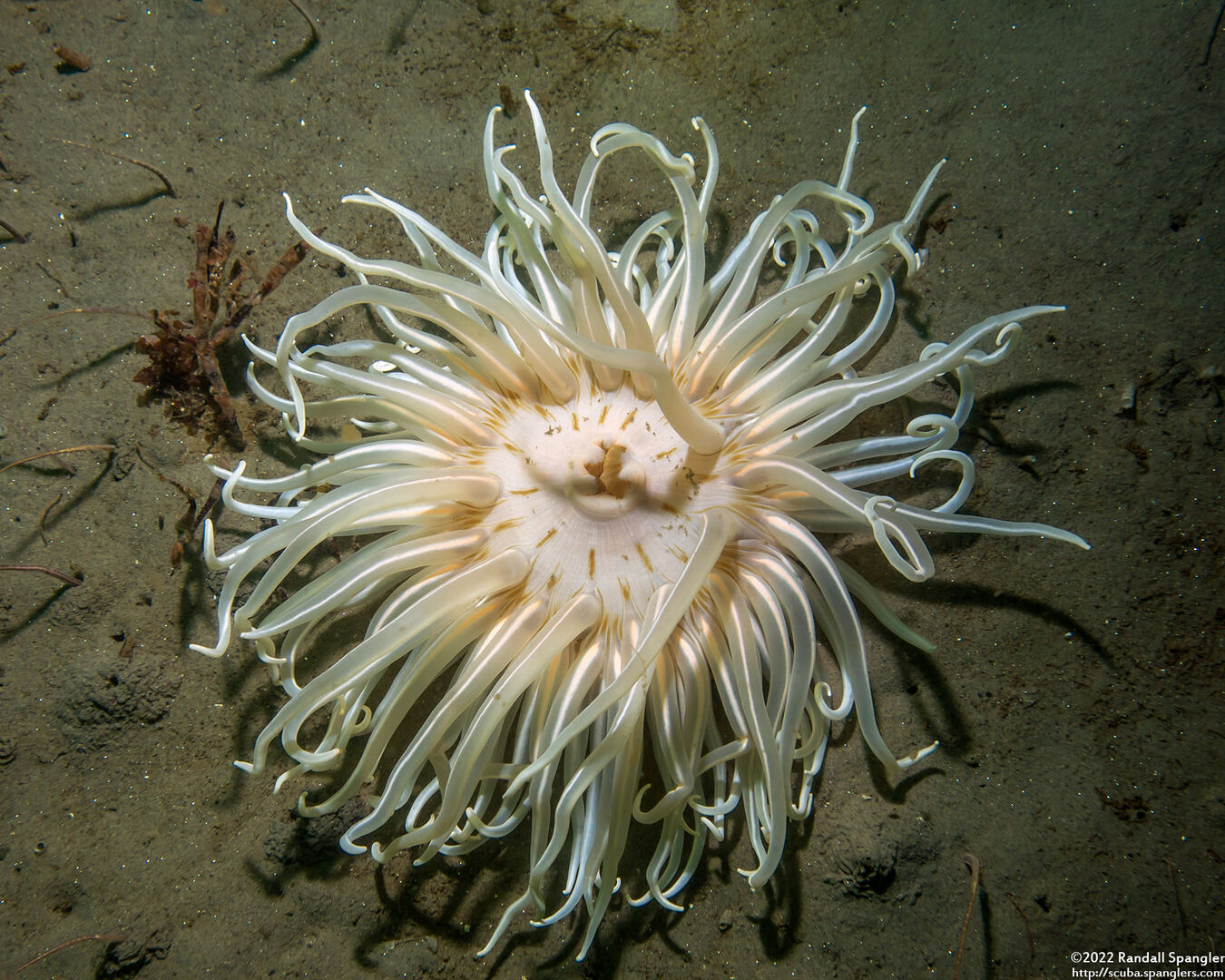 Urticina columbiana (Sand-Rose Anemone)