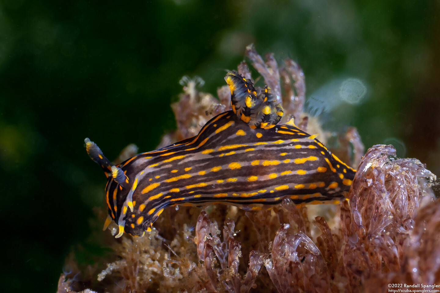 Polycera atra (Black Dorid)