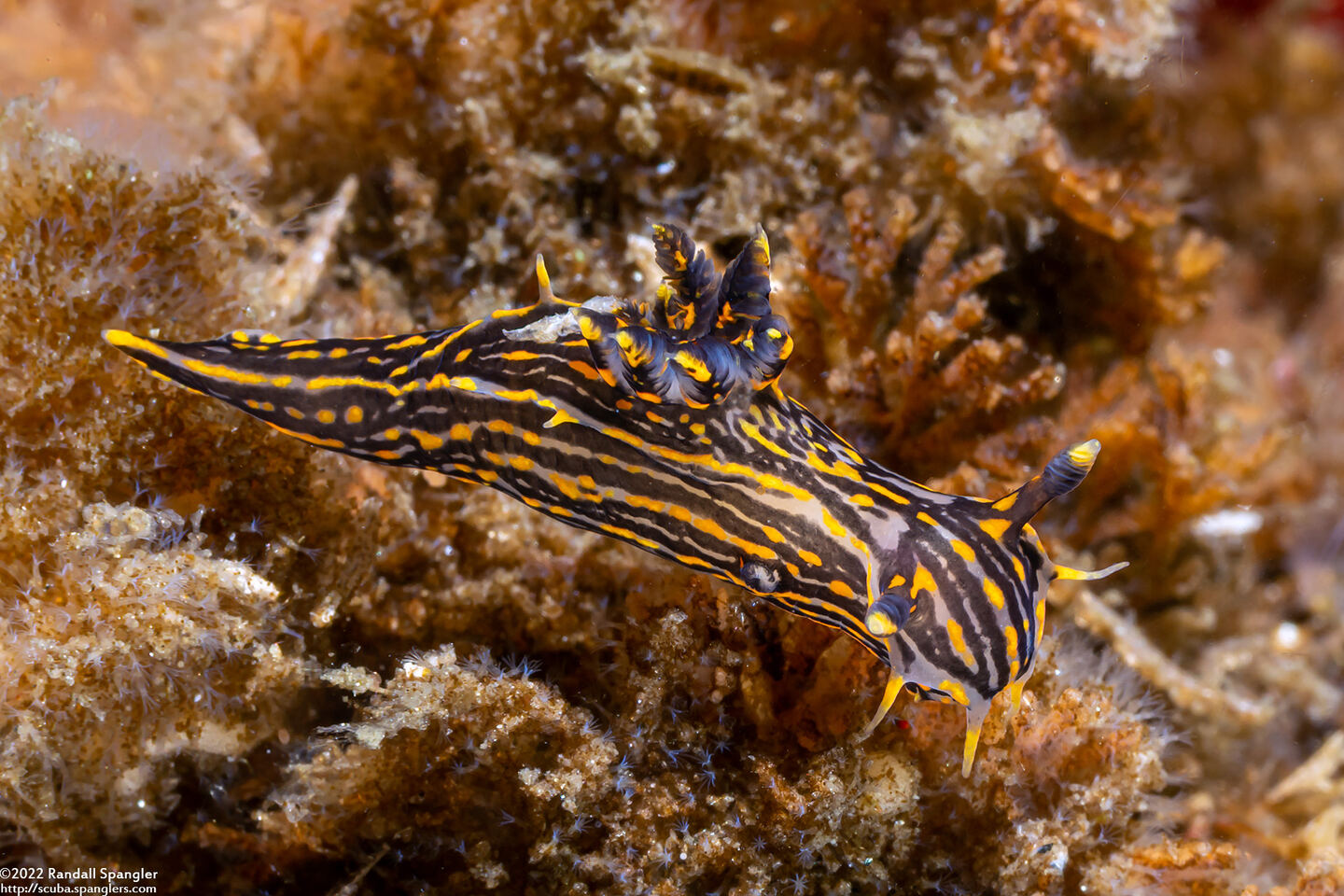 Polycera atra (Black Dorid)
