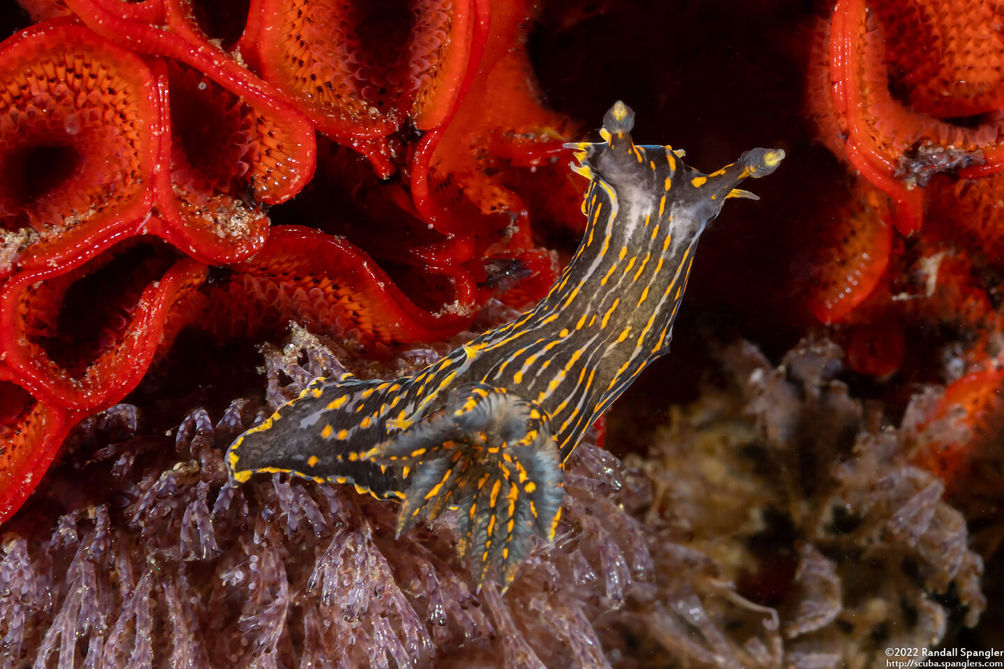 Polycera atra (Black Dorid)