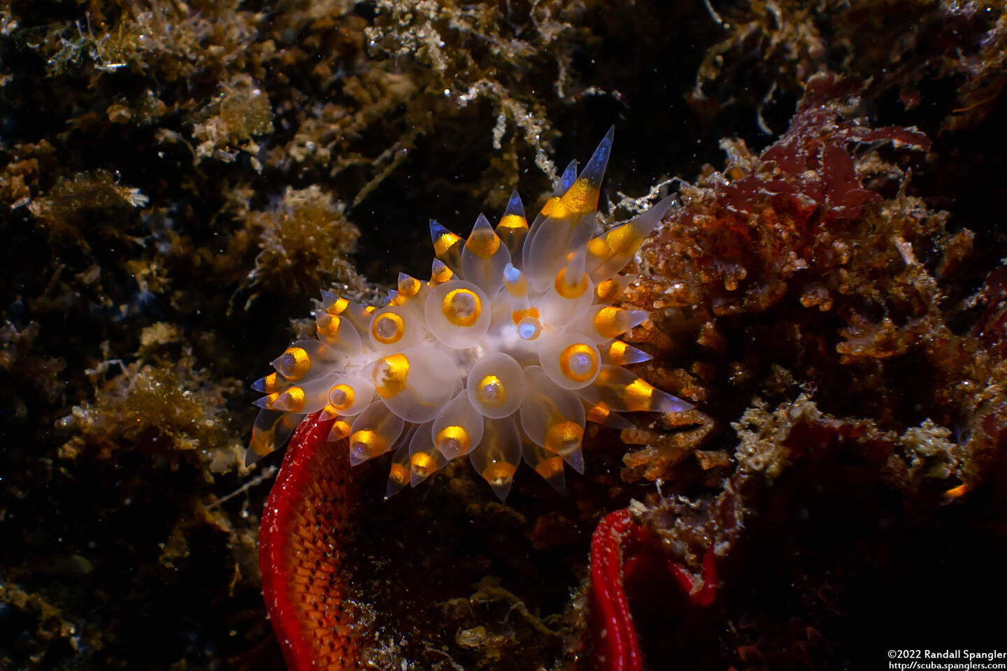 Antiopella barbarensis (Santa Barbara Janolus)