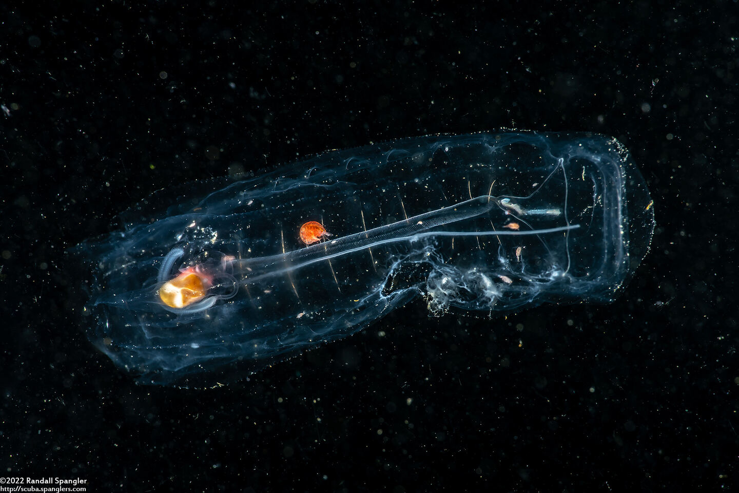 Salpa fusiformis (Common Salp)