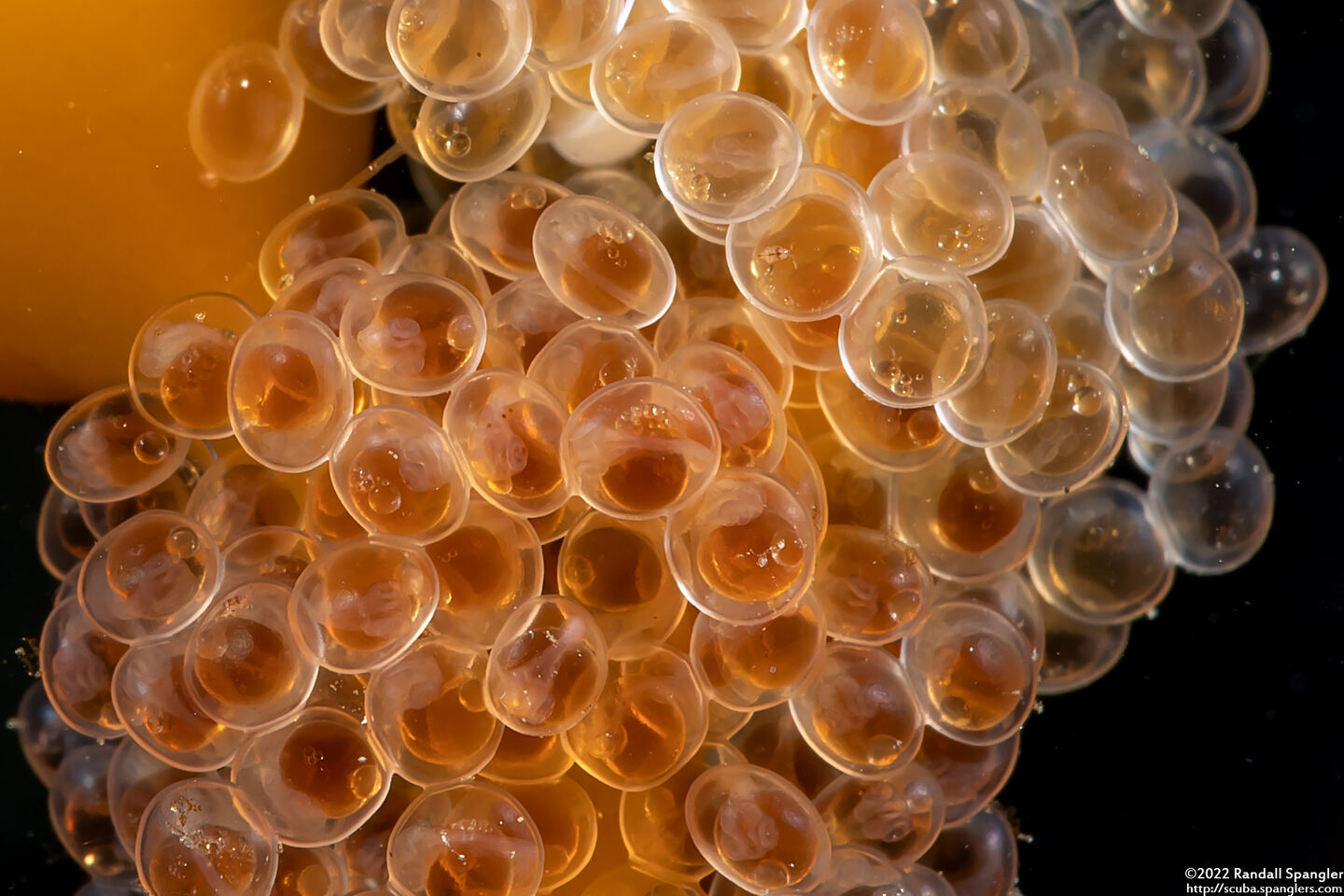 Aulorhynchus flavidus (Tubesnout)