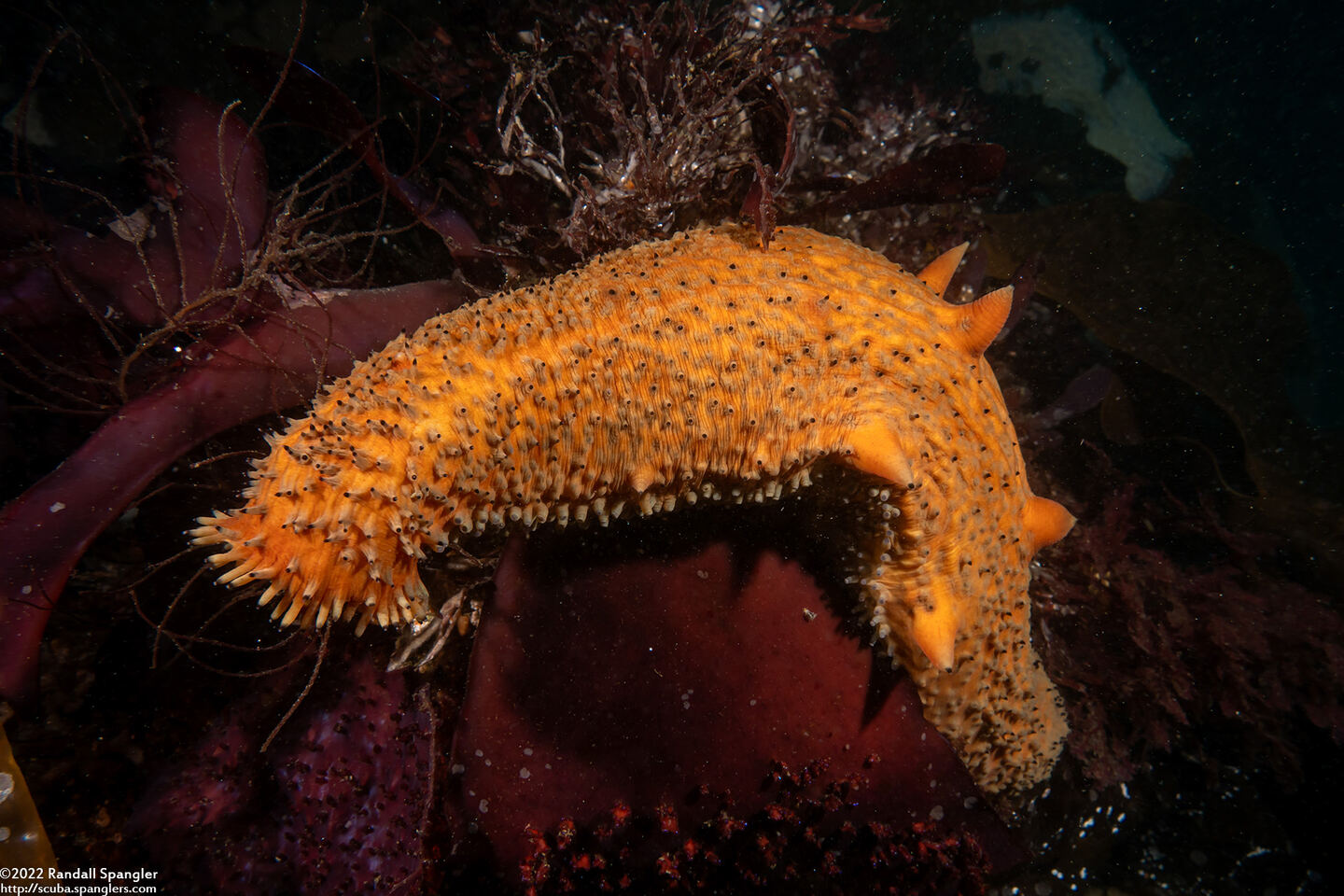 Apostichopus parvimensis (Warty Sea Cucumber)