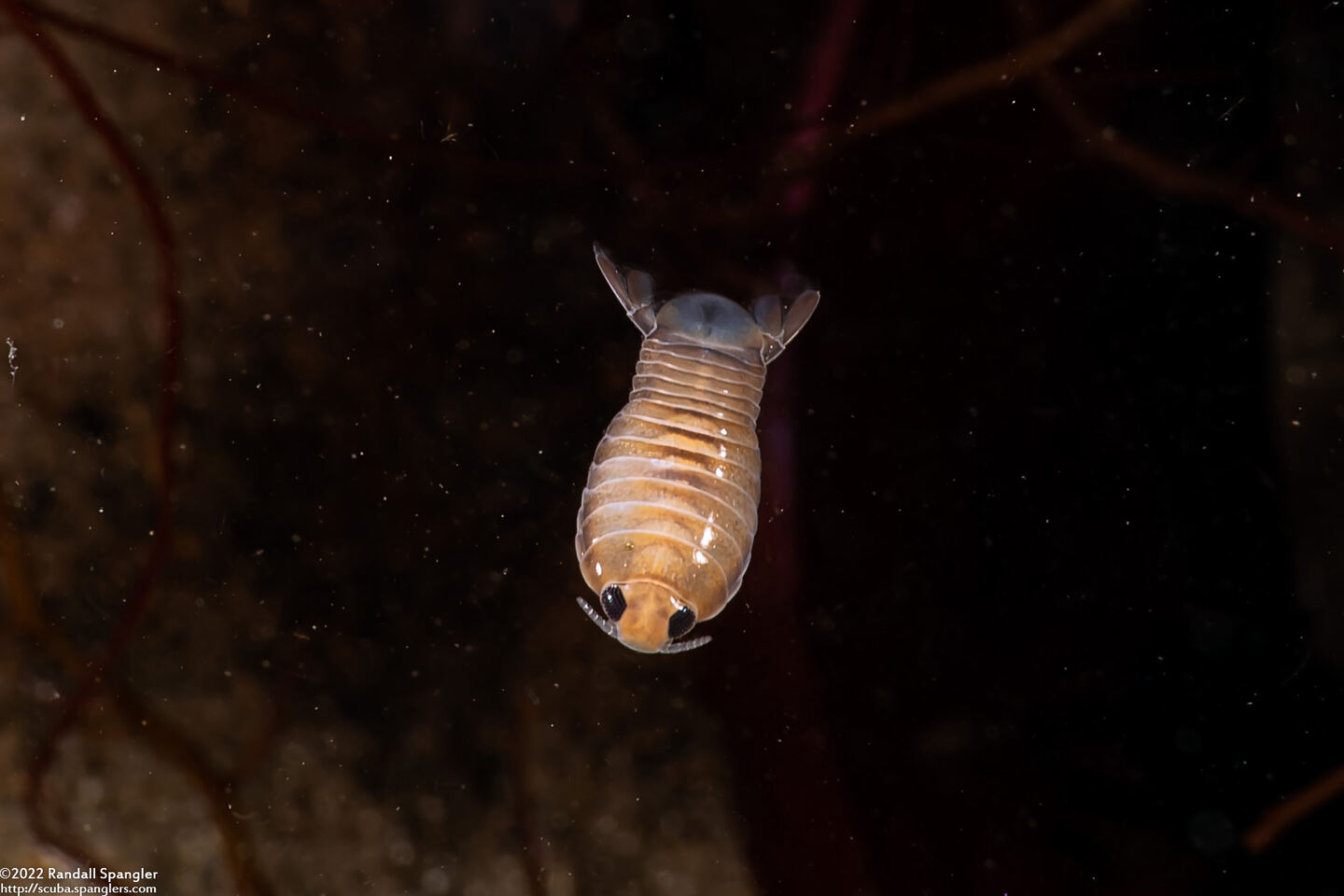 Cirolana harfordi (Harford's Isopod)