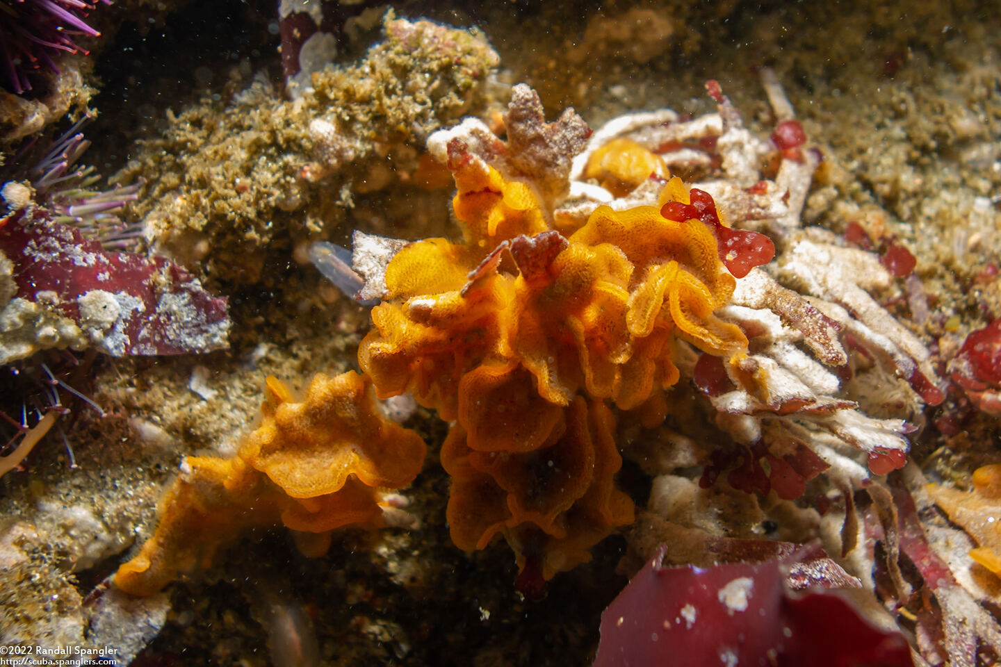 Primavelans insculpta (Fluted Bryozoan)