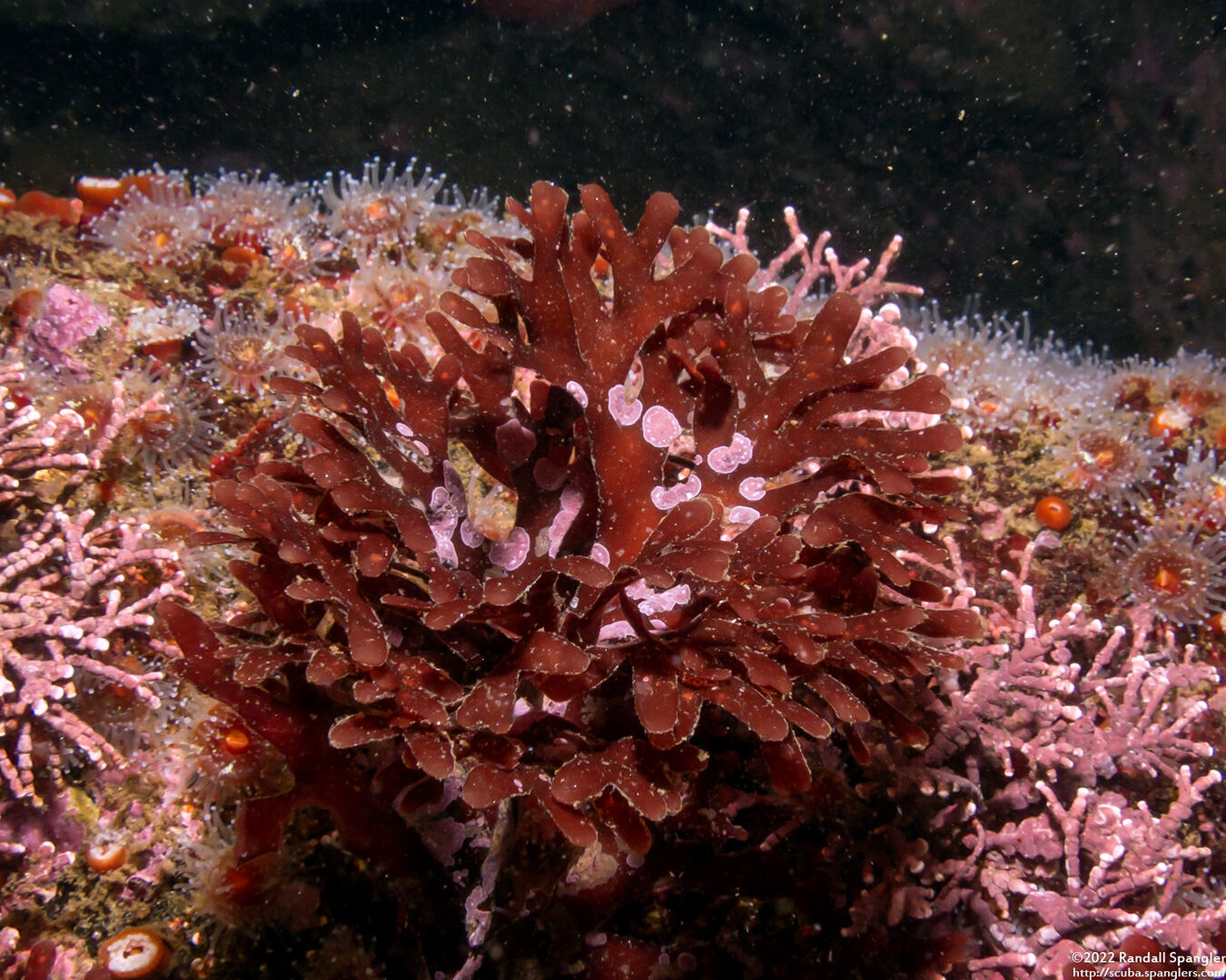 Rhodymenia pacifica (Pacific Rose Seaweed)