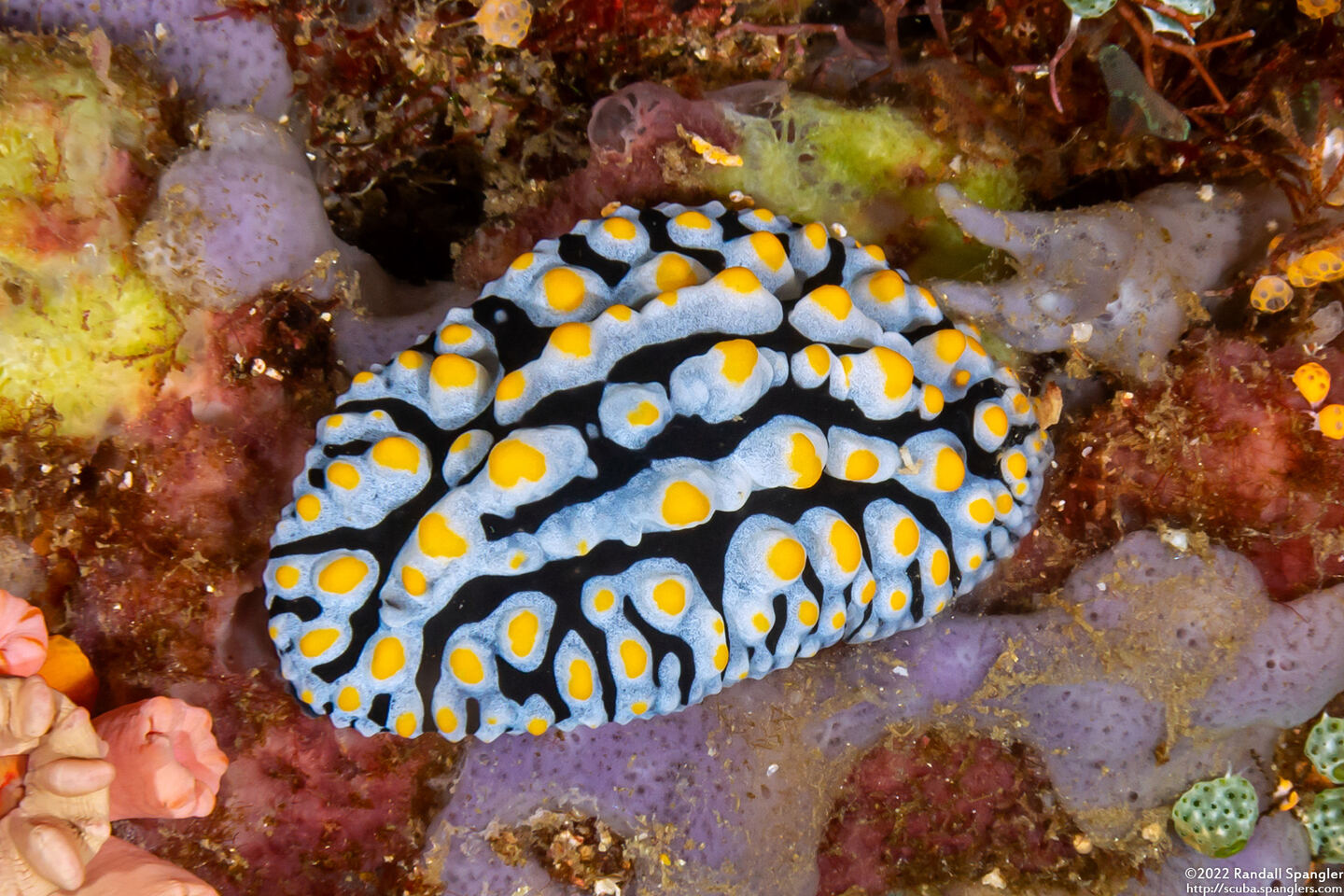 Phyllidia varicosa (Varicose Phyllidia)