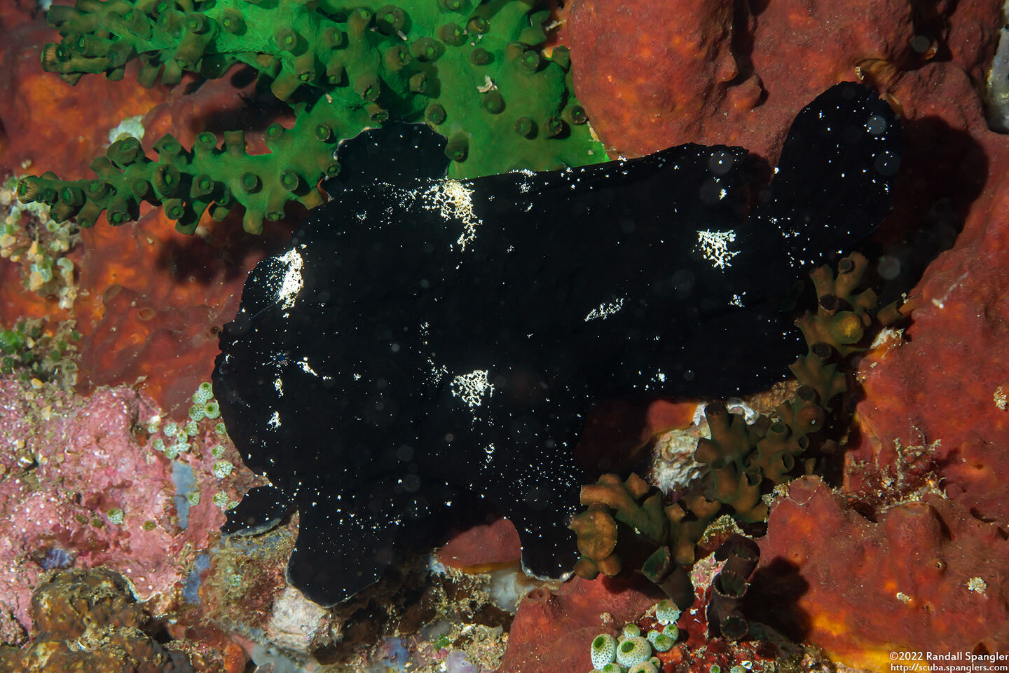 Antennarius maculatus (Warty Frogfish)