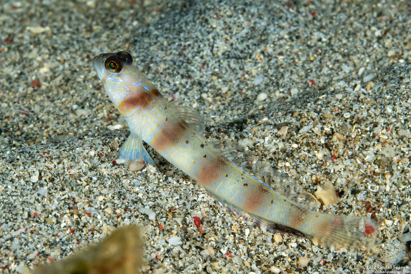 Amblyeleotris masuii (Maiusi's Shrimpgoby)