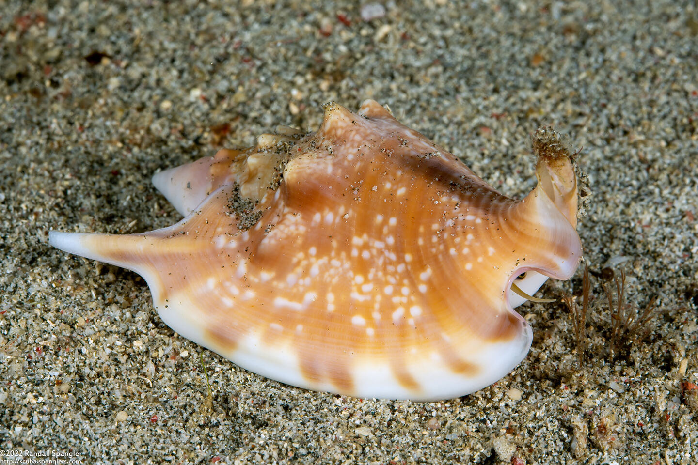 Euprotomus bulla (Bubble Conch)