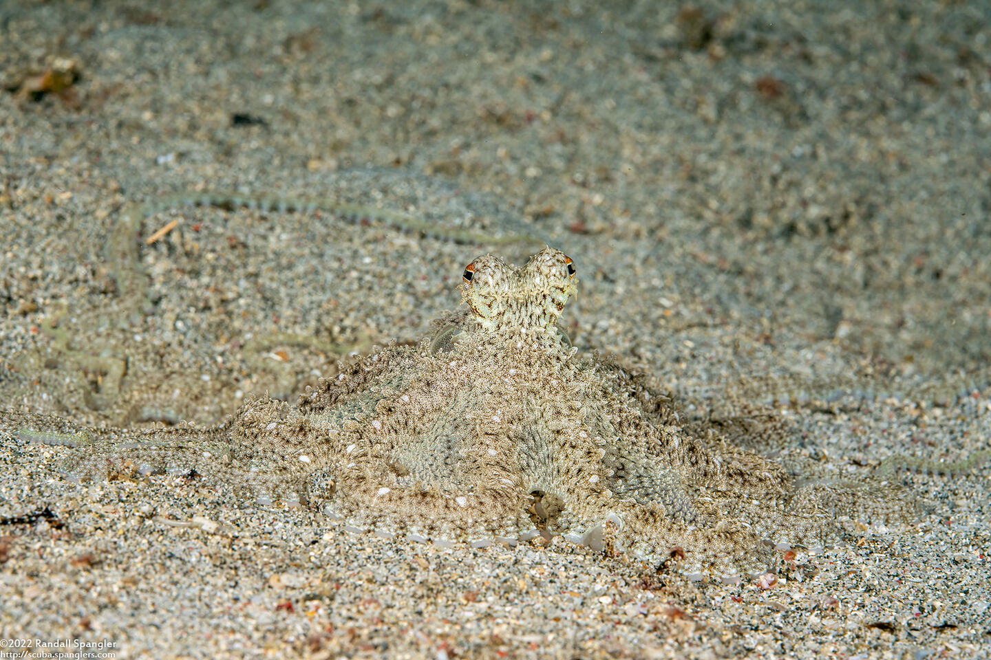 Thaumoctopus mimicus (Mimic Octopus)