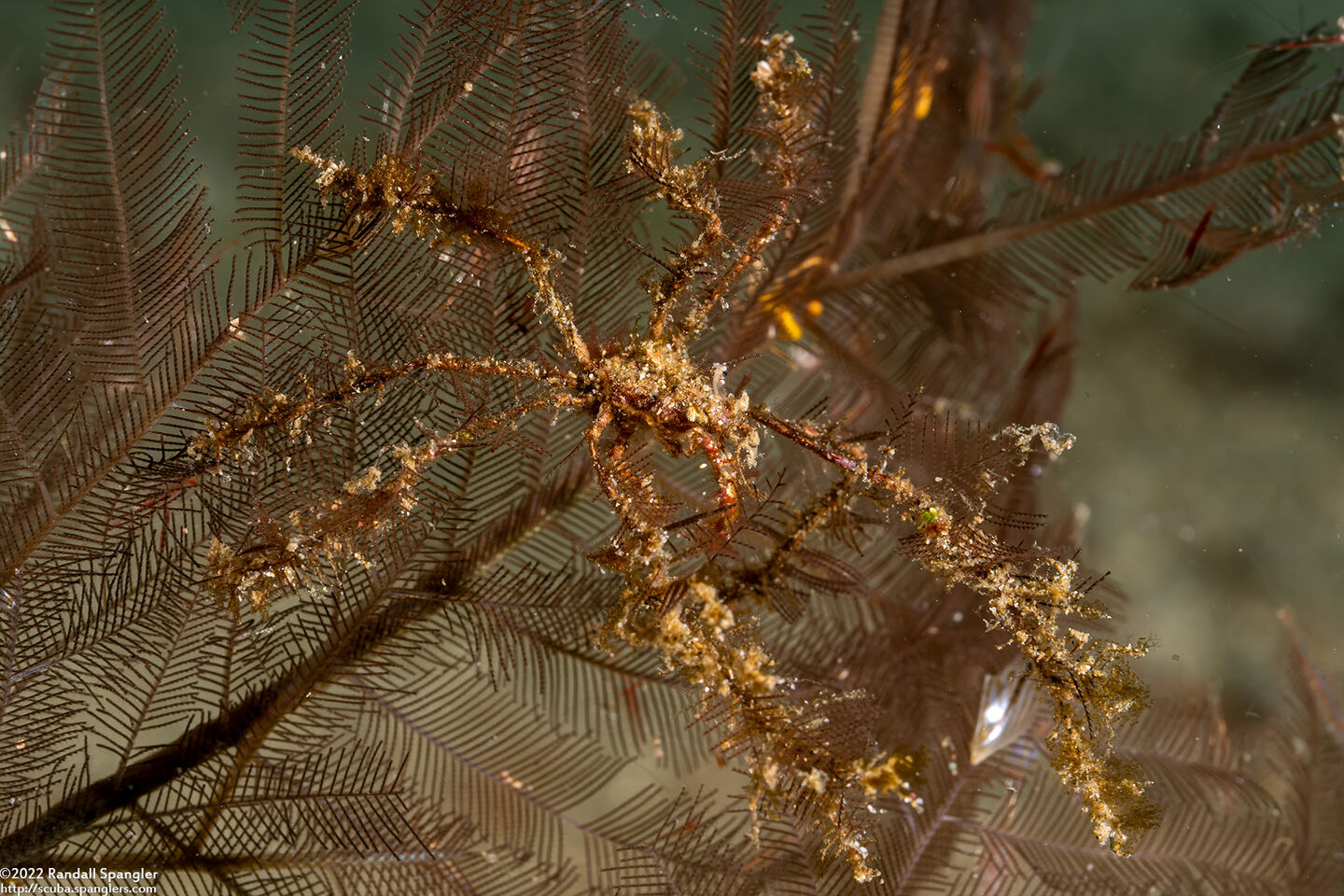 Achaeus sp.1 (Achaeus sp.1)