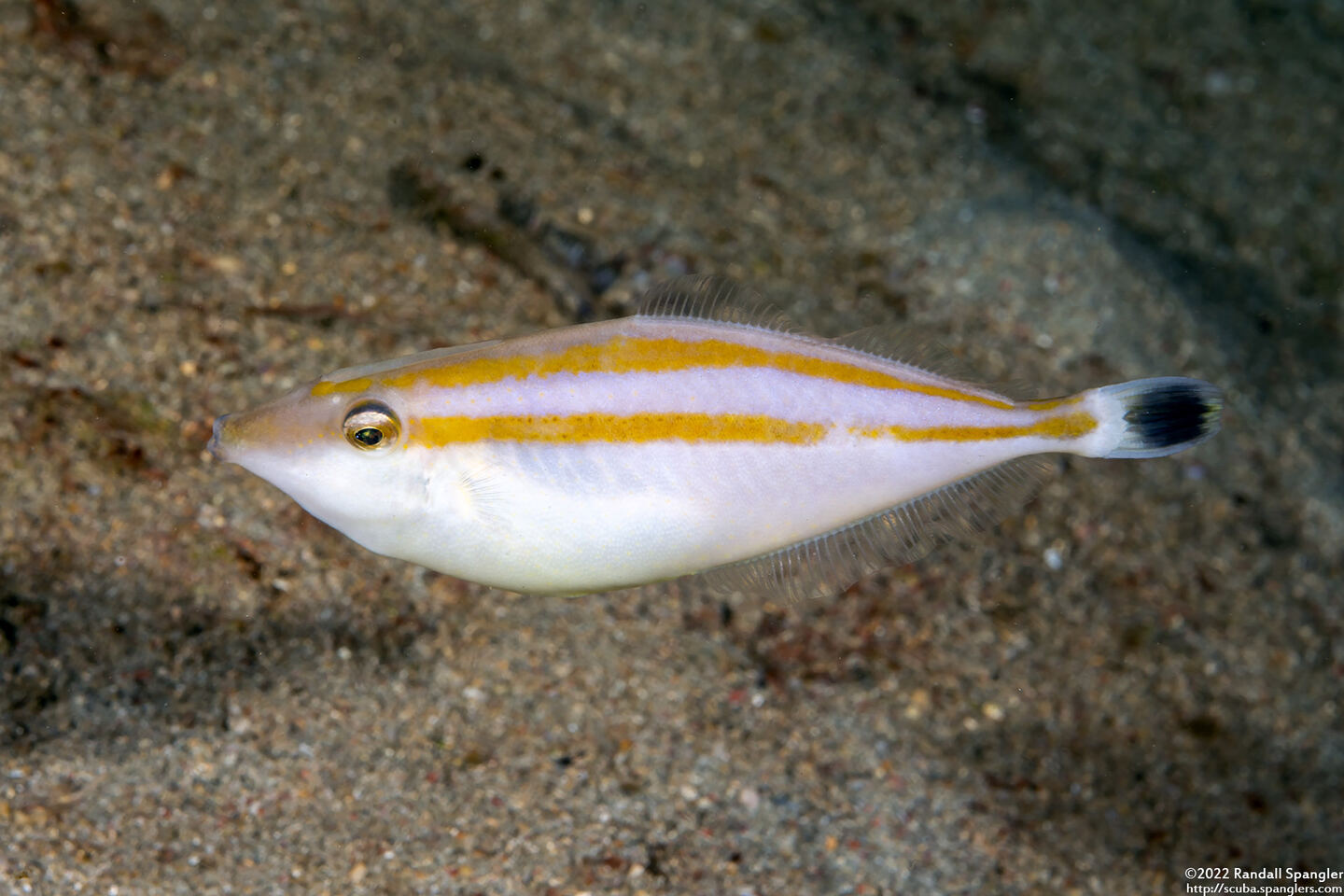 Pseudalutarius nasicornis (Rhino Filefish)