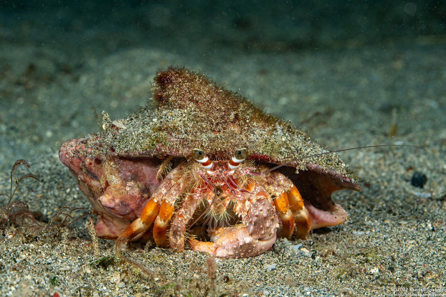 Dardanus pedunculatus (Anemone Hermit Crab)
