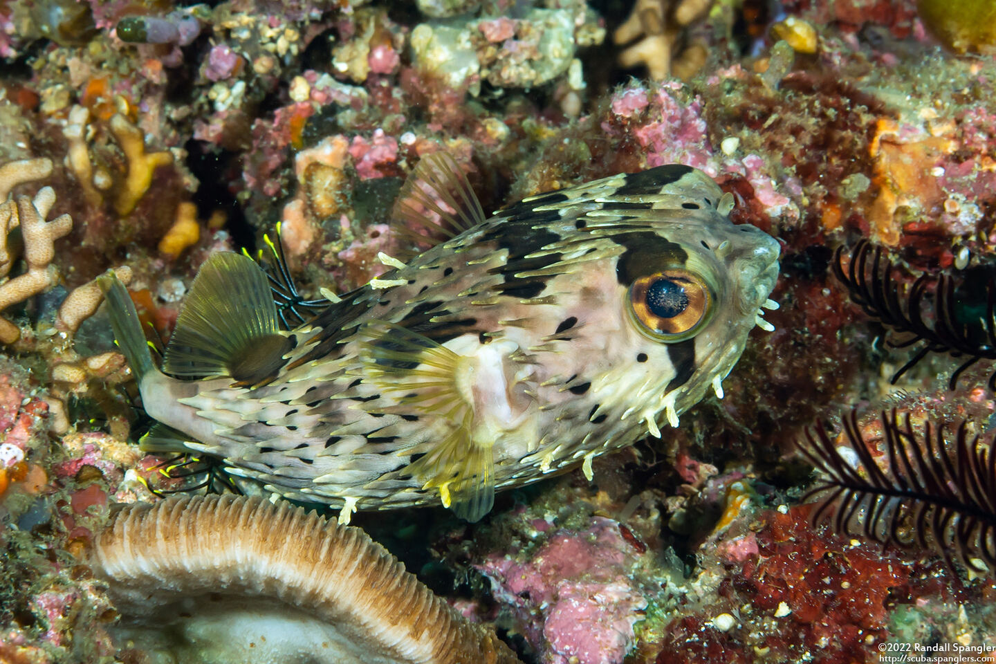 Diodon holocanthus (Longspine Porcupinefish)