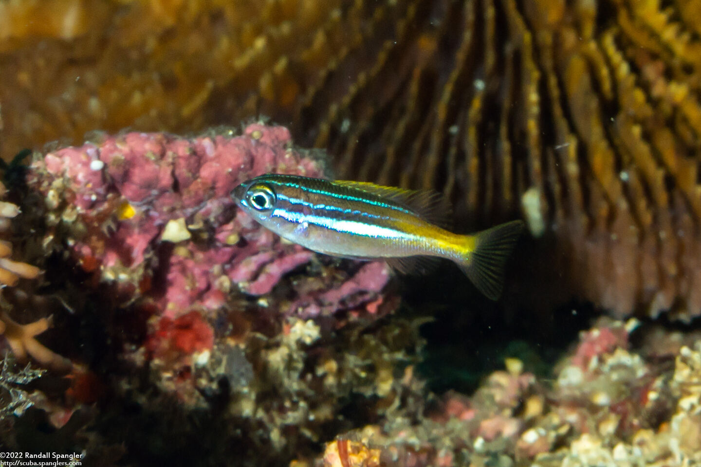 Scolopsis xenochrous (Pearl-Streaked Monocle Bream)