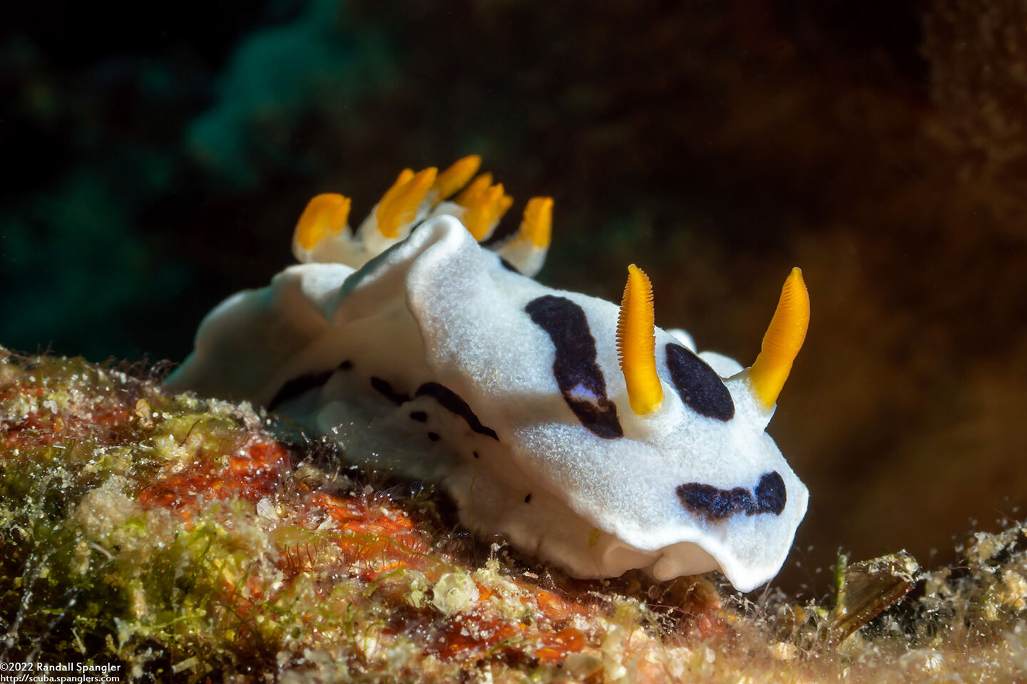 Chromodoris alcalai (Alcala’s Chromodoris)
