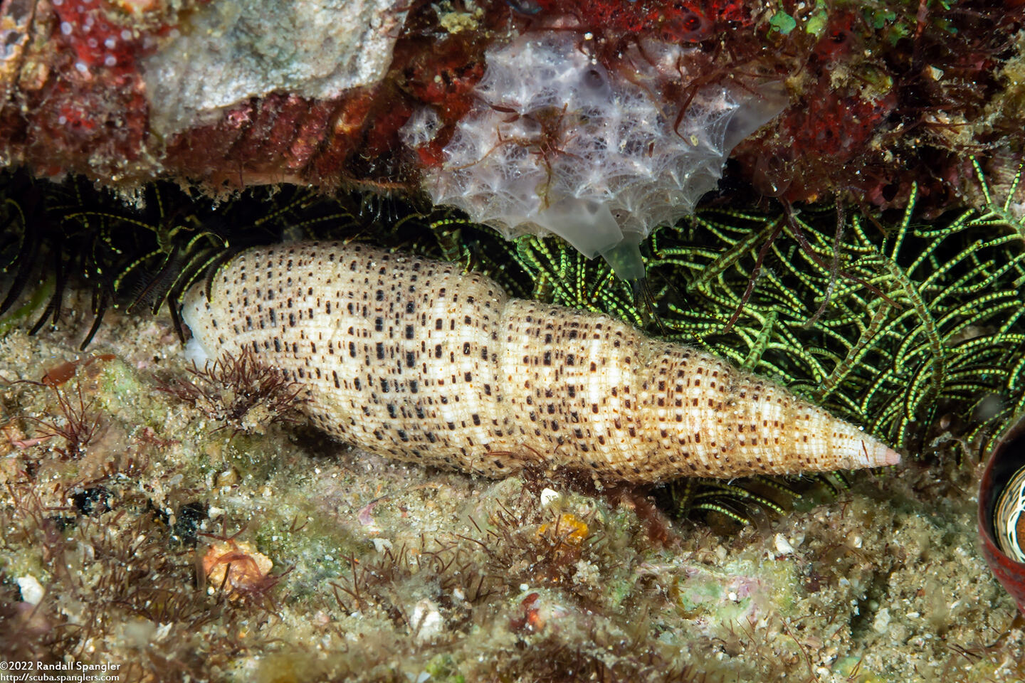 Roseomitra millepunctata (Speckled Mitre)