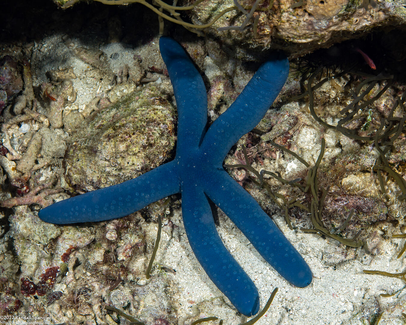 Linckia laevigata (Blue Sea Star)