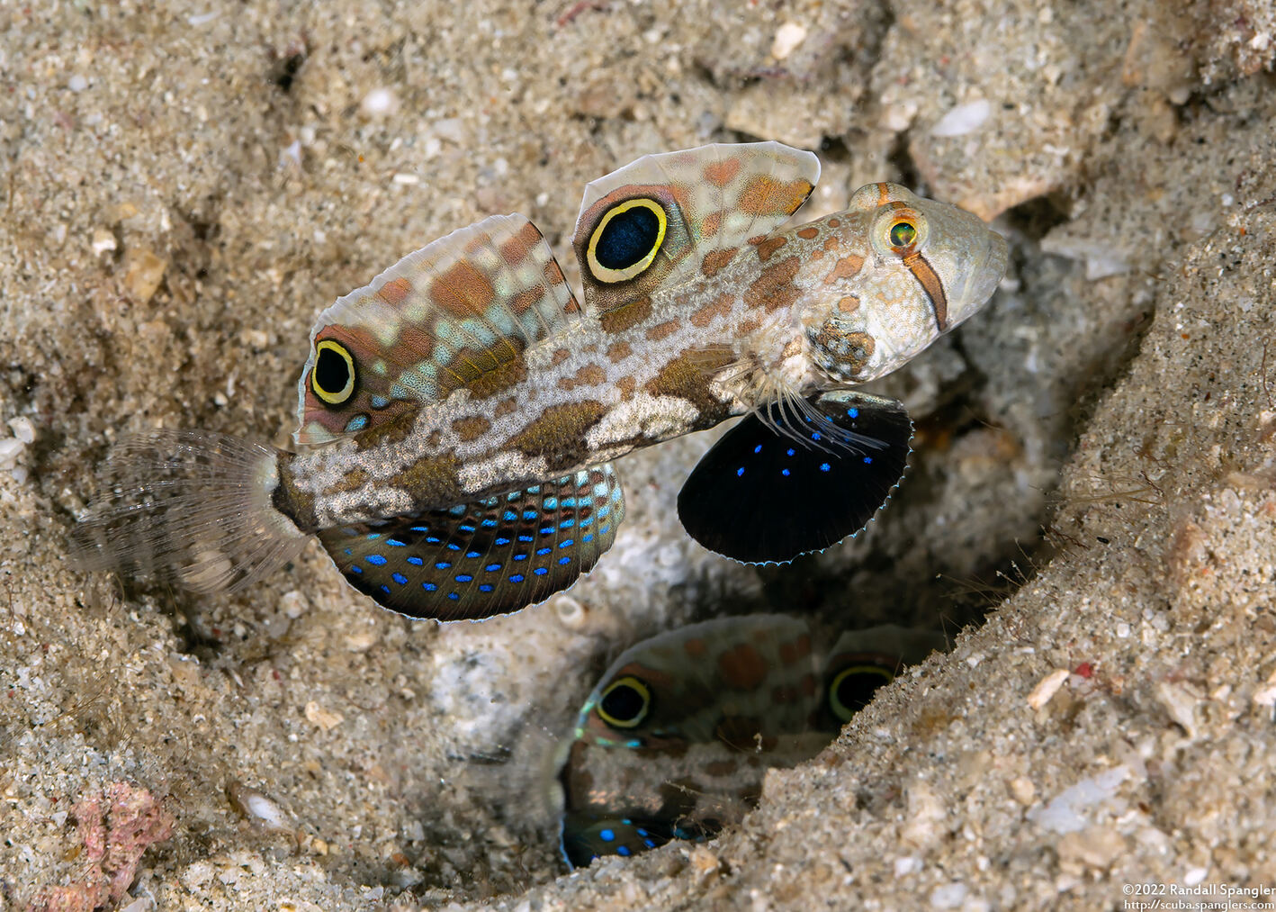 Signigobius biocellatus (Signal Goby)