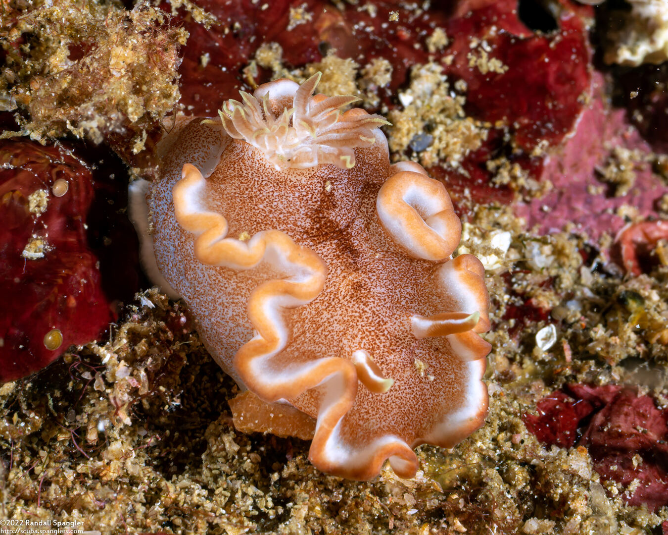 Glossodoris rufomarginata (White-Margin Nudibranch)