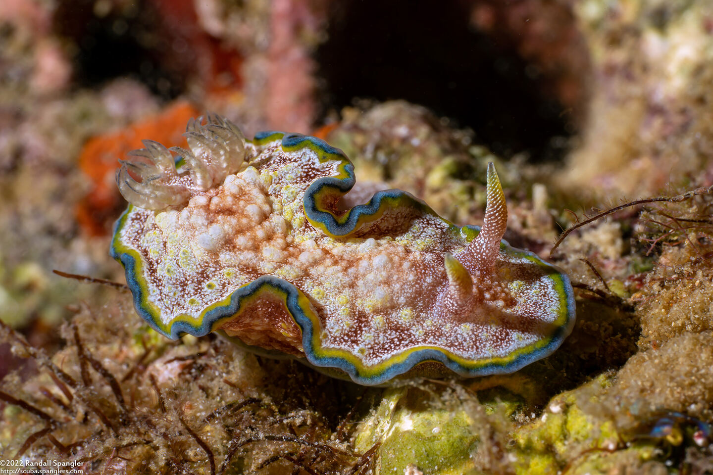 Glossodoris cincta (Girdled Glossodoris)