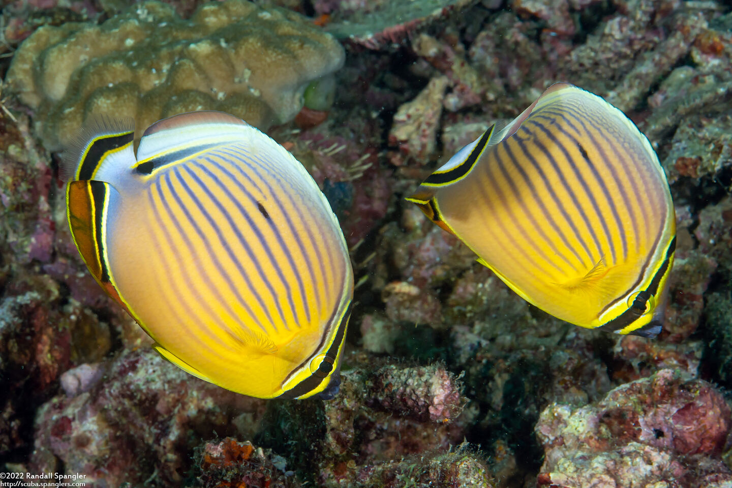 Chaetodon lunulatus (Redfin Butterflyfish)