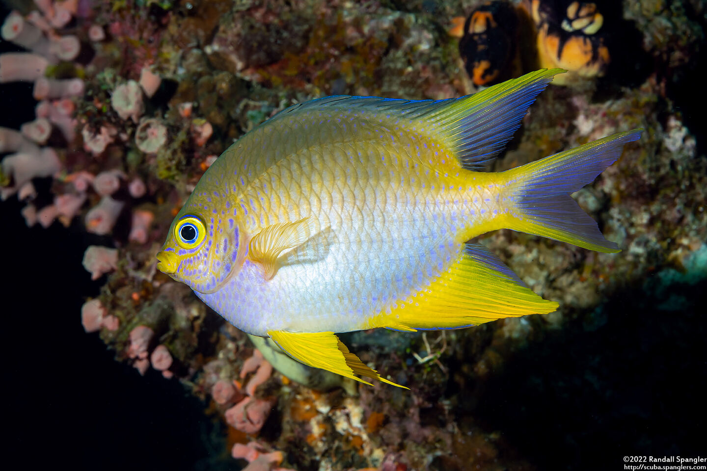 Amblyglyphidodon aureus (Golden Damsel)