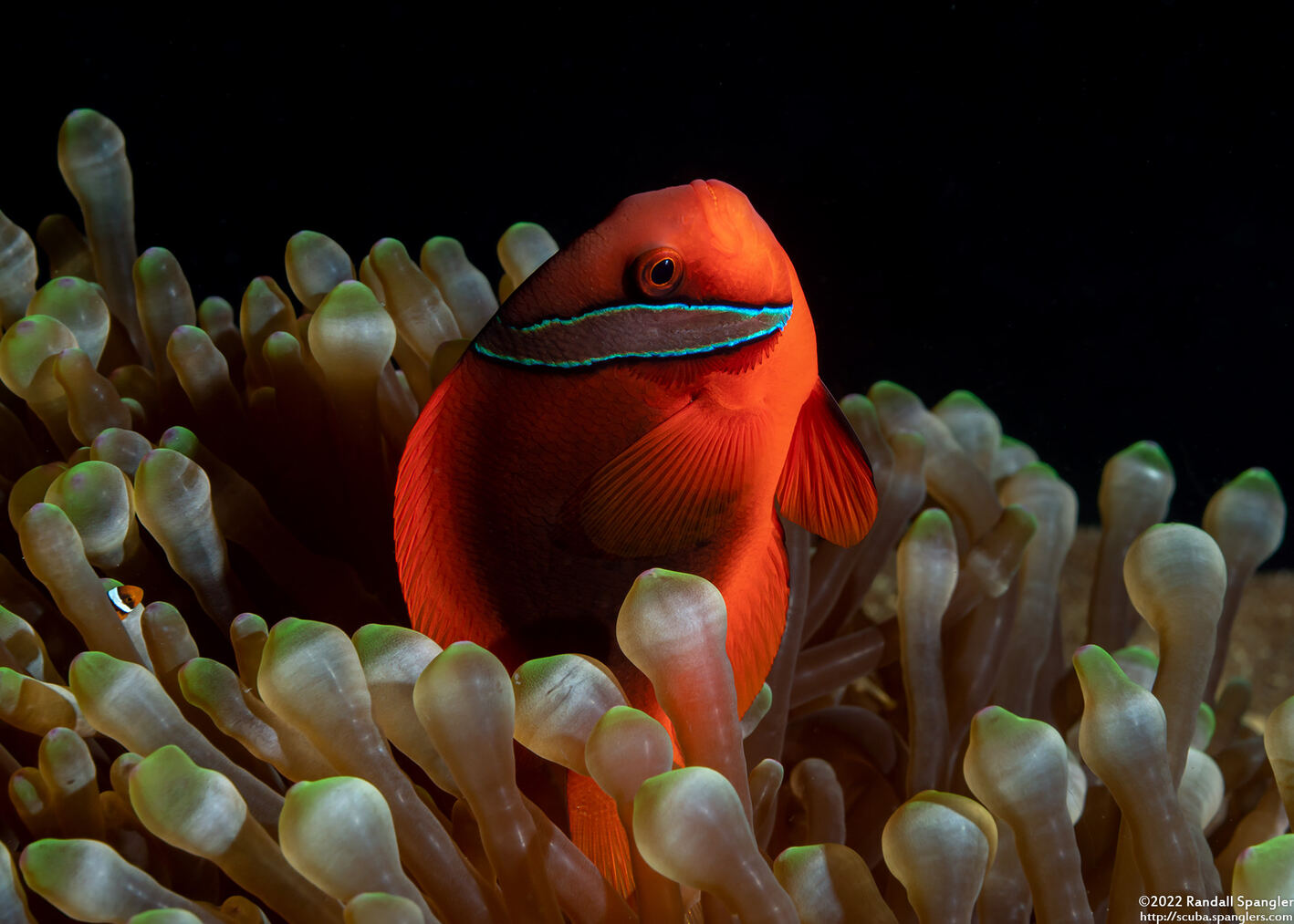 Amphiprion frenatus (Tomato Anemonefish)