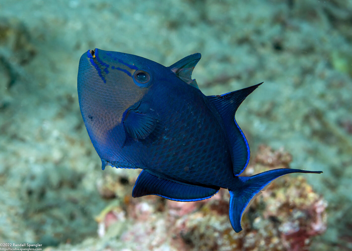 Odonus niger (Redtooth Triggerfish)