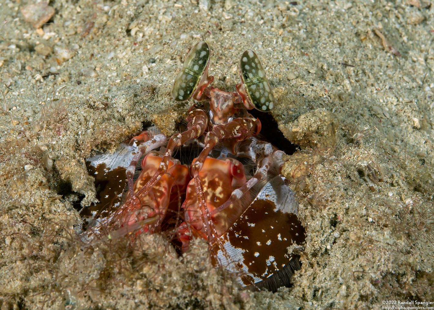 Lysiosquilla lisa (Lisa's Mantis Shrimp)