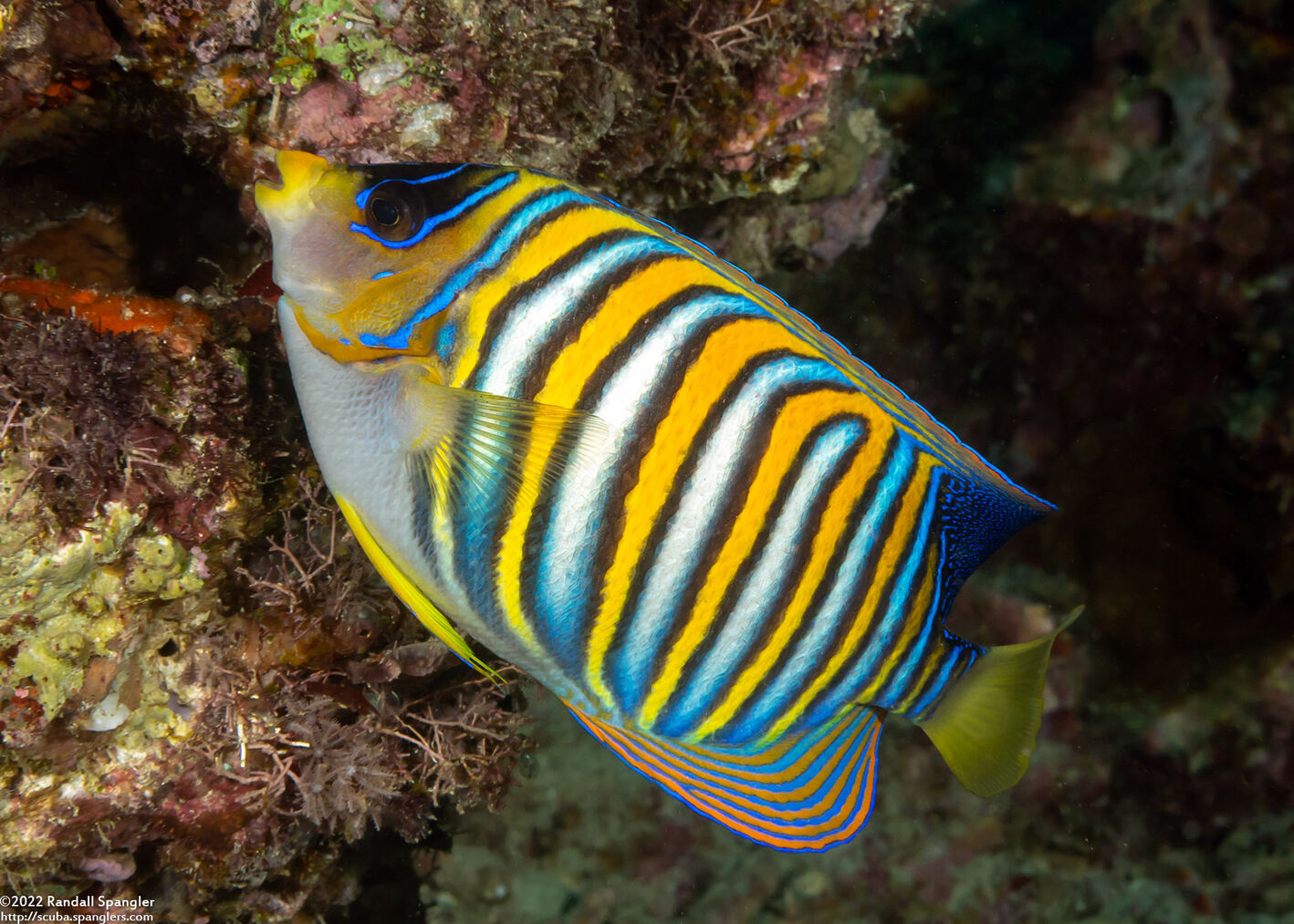 Pygoplites diacanthus (Regal Angelfish)