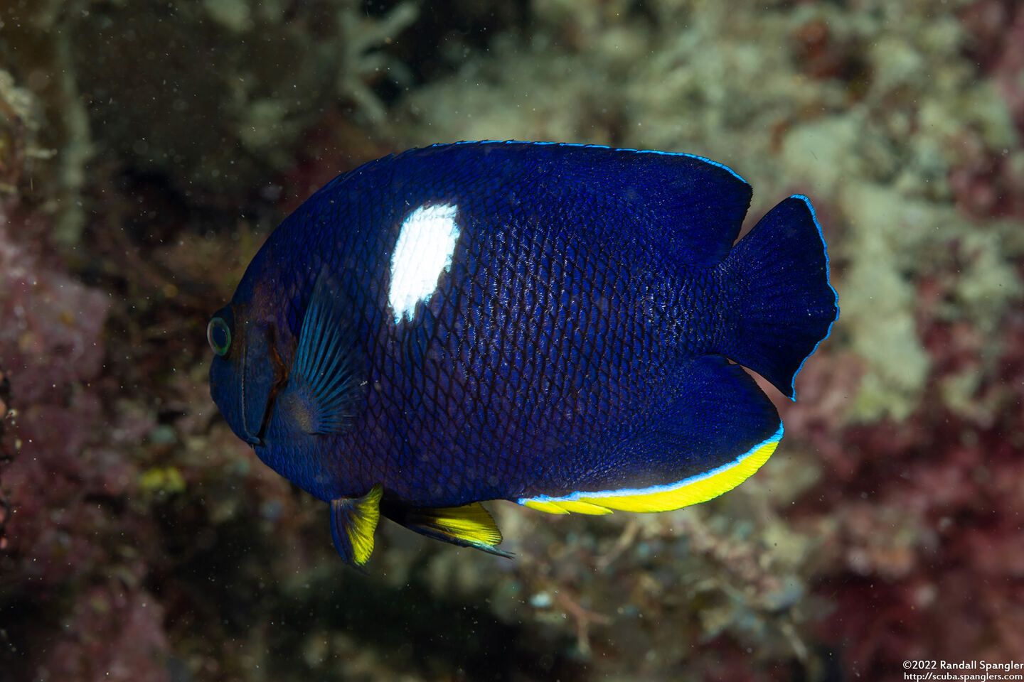 Centropyge tibicen (Keyhole Angelfish)