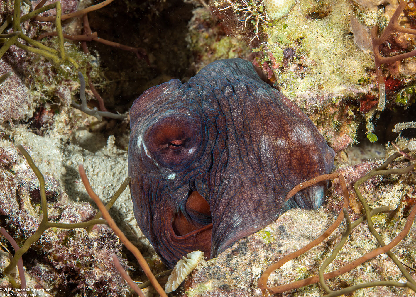 Octopus cyanea (Day Octopus)