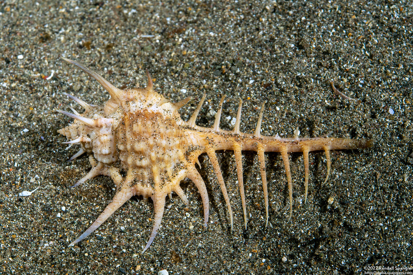 Murex ternispina (Tipped Murex)