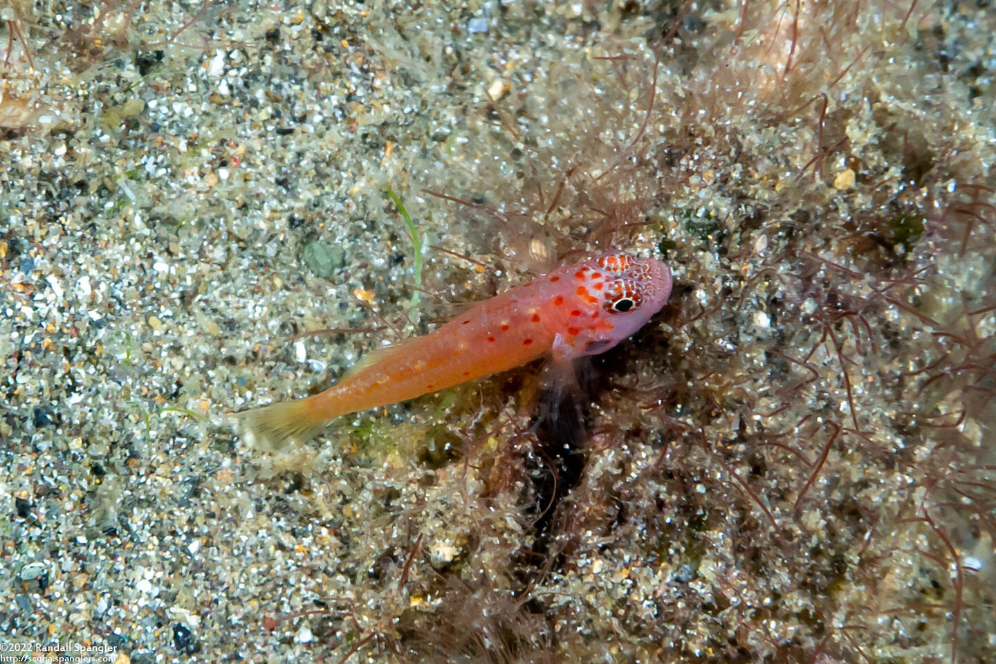 Trimma halonevum (Redspot Dwarfgoby)